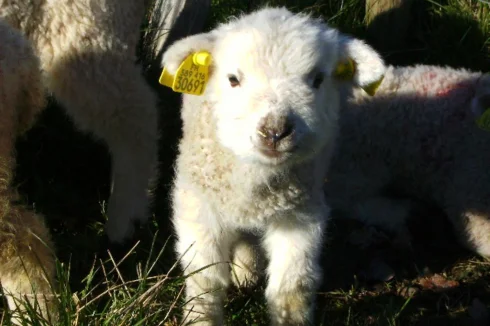 Henry the sheep ( lamb)