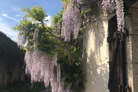 Wysteria