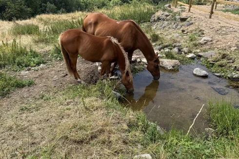 Animal pool