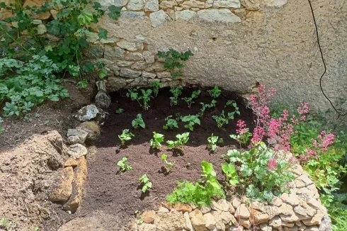 Rear vegetable garden