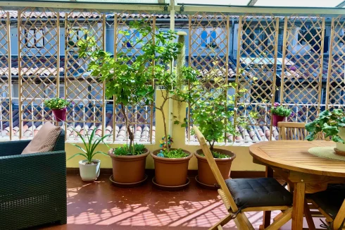 Terrace View of Grape Vines