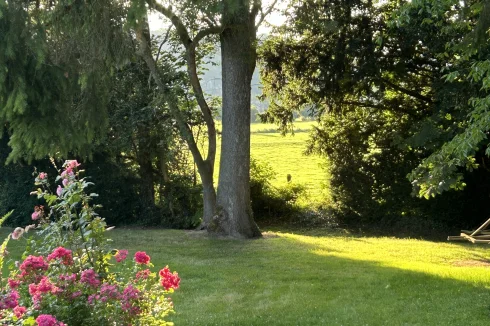 Sunset through the trees