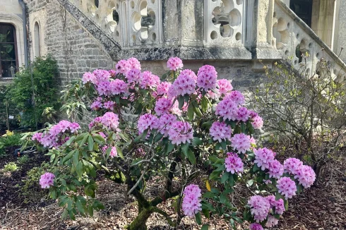 Rhododendrons everywhere