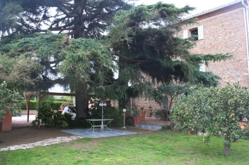 Lawn and terrace under the cedar tree