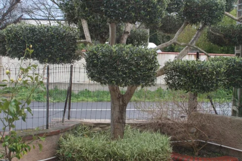 Olive tree in the courtyard - View from the D31
