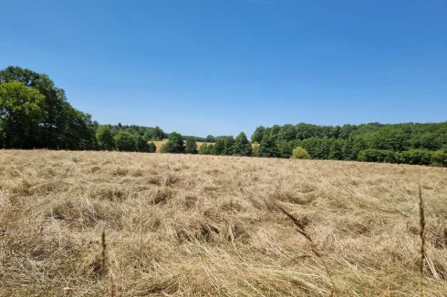 Meadow (hay just cut)