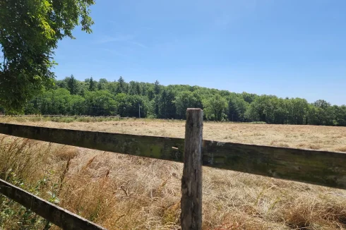 Meadow (just cut)