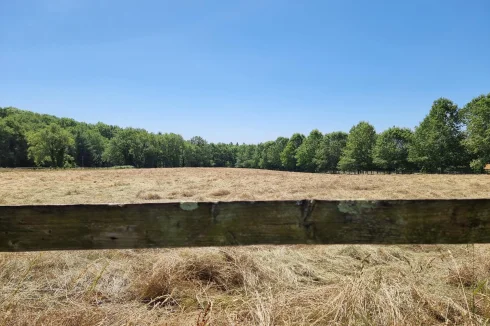 Meadow (just cut)