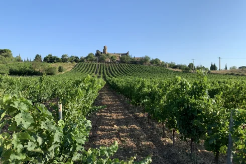 surrounded by Corbieres vineyards