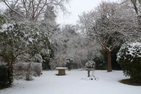 Garden In Winter